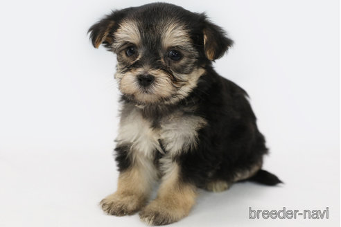 成約済の神奈川県のミックス犬-346924の2枚目